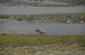 What’s Green In Antarctica?