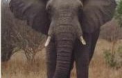 African Experience: Soft Option – South Africa, Africa