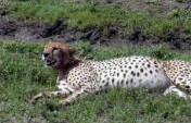 Seven of the Best Wildlife Experiences You Can Have