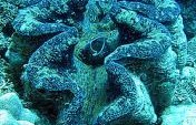 Giant Clams, Giant Statement – Camiguin Island, Philippines, Asia