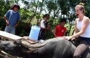 Exotic Animals of the World that You Can Ride
