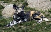 Safari: Botswana’s Wild Dogs – Africa