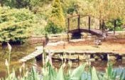 Dorset Duck Pond – Frampton, England