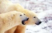 Seven Endangered Species You Can Find Outside a Zoo