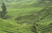 Cameron Highlands, Malaysia