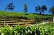 Sri Lanka in Photos – A Land of Surprise