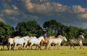 8 Top Travel Experiences for Horse Lovers