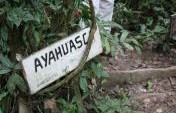 Ayahuasca Healing Journey – Into the Amazon
