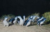 Penguins On Phillip Island, Australia – Choreographed By Nature