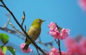 A Year with a Camera in Okinawa, Japan