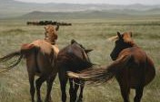 Mongolia for Beginners – Much More Than Expected