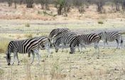 Cheap Safari Tips: DIY at South Africa’s Kruger National Park