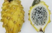 15 Latin American Fruits to Surprise your Palate