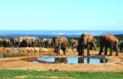 How to Choose a South Africa Safari