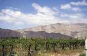 Wine Tasting in South America: Where to Go and What to Try