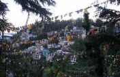 Beware of Dogs: Mcleod Ganj, Northern India