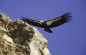 California Condor Encounters at Pinnacles & Big Sur