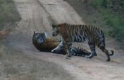 Tales from the Jungle Book- Bandhavgarh, India