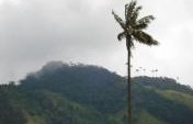 Cocora’s Valley, Colombia: Home of the Wax Palm Tree