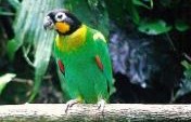 Brazil: A Bird-Watching Paradise