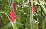 Beyond Resort Walls: Finding the Real Jamaica