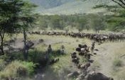 The Great African Wildebeest Migration