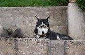 The Dog Days of Summer in Guatemala