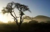 Chasing Elephants and Decoding Dung: On Safari in Kruger National Park