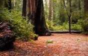 Four Things to Do in Santa Cruz, California