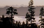 Hello Tree! Novel Ways to Look at Trees on your Travels