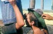 Farm Work in Western Australia ( 3/4 )
