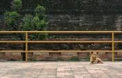 See Spot Live: The Dog Lovers’ Guide to Global Volunteer Work