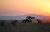 7 Affordable Places to Go on an African Safari