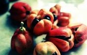 12 Dangerous Delicacies From Around the World