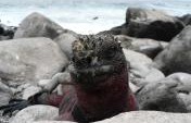 The Seven Animal Wonders of The Galapagos Islands