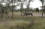 Saving Kenya’s Black Rhinos