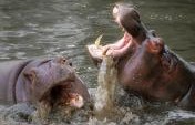 10 of the World’s Most Dangerous Animals and Where to Find Them