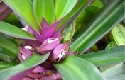 A Journey to Peace in Playa Negra, Costa Rica