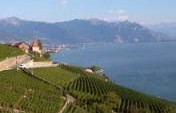 A Grape Surprise – Swiss Alps