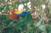 Coast-aah Rica – Costa Rica