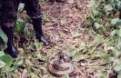 Anacondas and The Amazon Via The Road of Death – Bolivia