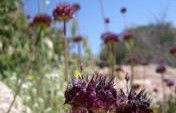 Anza Borrego – A Sky Full of Stars, A Breath of Fresh Air – Anza Borrego State Park, California