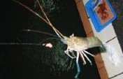 Murderous Shrimping Date – Taipei, Taiwan