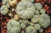 Eight Bizarre Drugs and the Cultures That Use Them