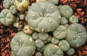 Eight Bizarre Drugs and the Cultures That Use Them