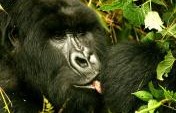 King Kong Comes to Life: (Very) Close Encounters with a Silverback in Rwanda’s Parc National des Volcans