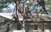 Monkey Attacks – Lake Nakuru, Kenya