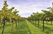 Spring in Wine Country