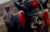 Yak Butter Tea – Tidrum, Tibet