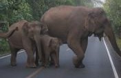 When Elephants Attack – Khao Yai National Park, Thailand
